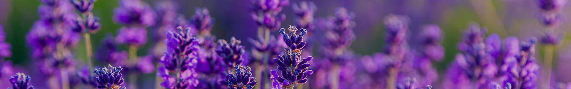 Lavendel Ernten Anleitungen Com