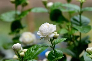 Jasmin überwintern und schneiden