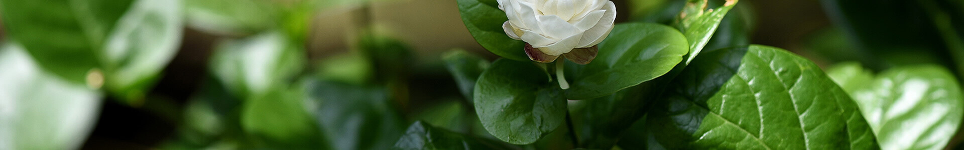 Jasmin überwintern und schneiden