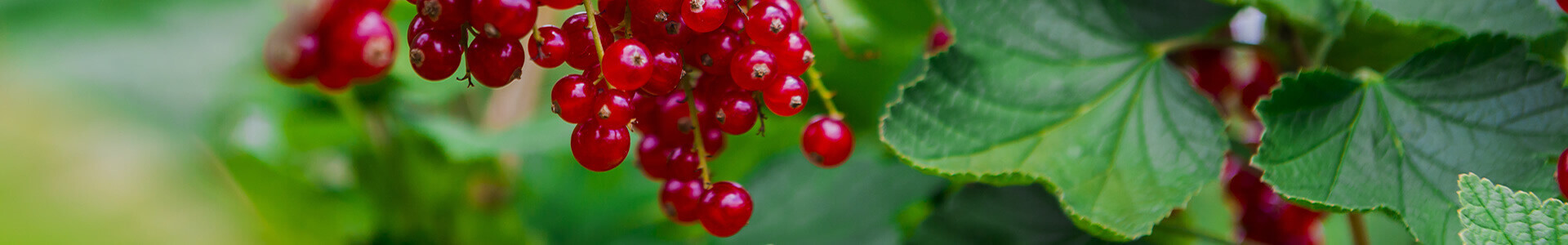 Johannisbeeren düngen in 4 Schritten