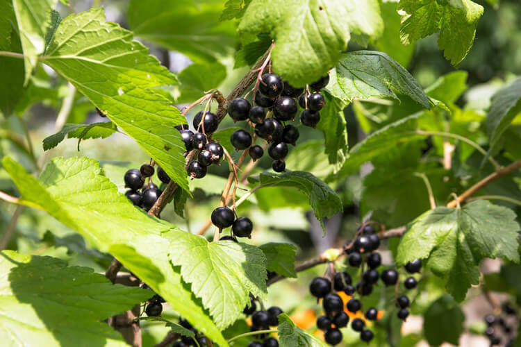Johannisbeeren dngen in 4 Schritten | anleitungen.com