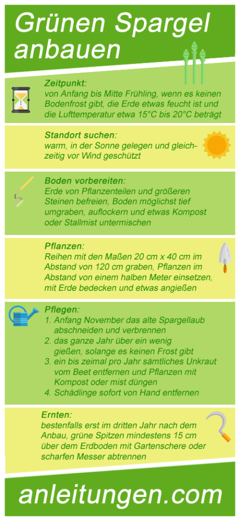 Grünen Spargel anbauen in 7 Schritten