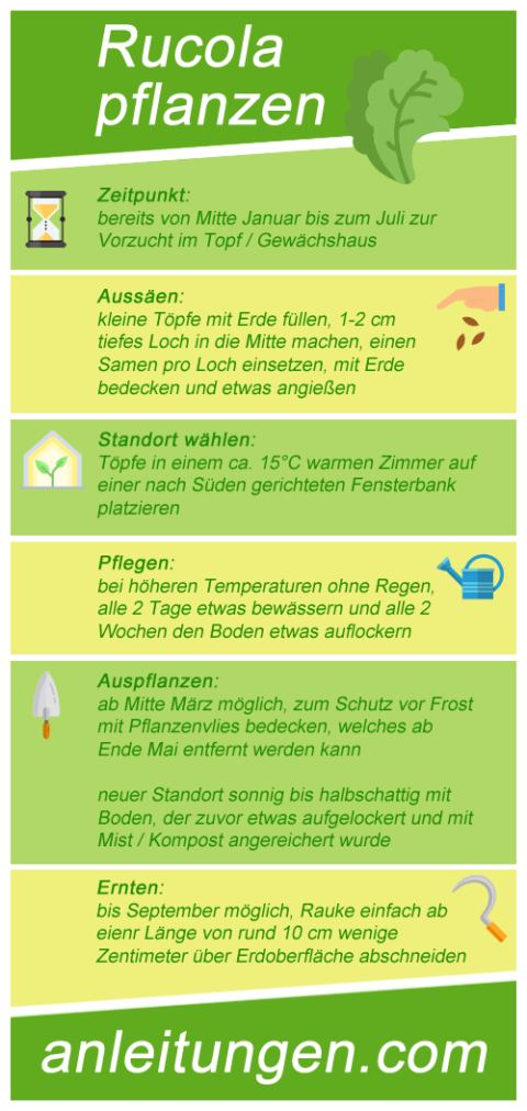 Rucola pflanzen und ernten in 7 Schritten